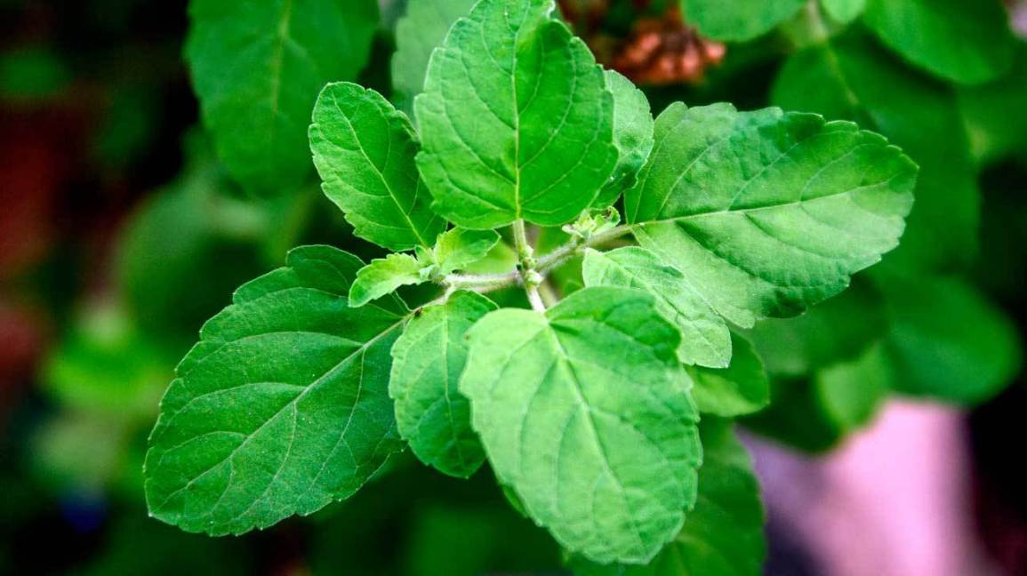 Tulsi (Holy Basil): Benefits of Tulsi for your Skin and Hair