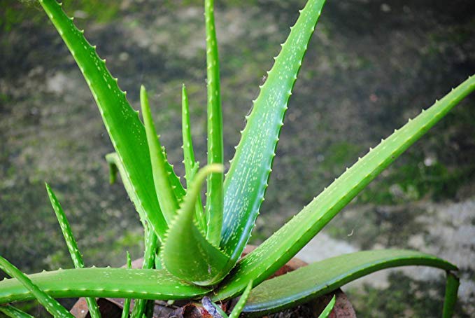 Ghritkumari ( Indian Aloe Vera) - Benefits of Aloe Vera for Skin